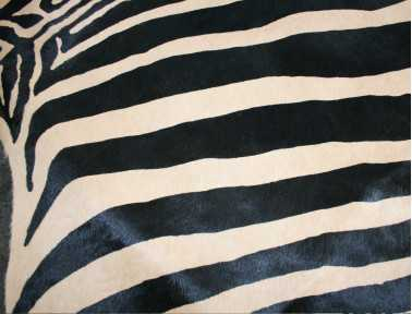 Zebra printed cowhide on beige background