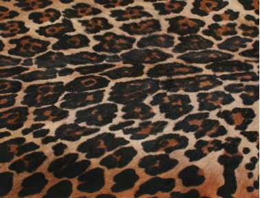 Leopard Print Blesbok Skin