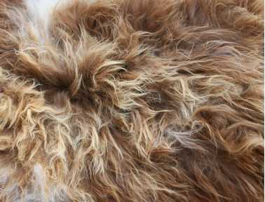 Icelandic sheep brown with natural highlights