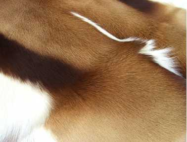 Natural Springbok Skin